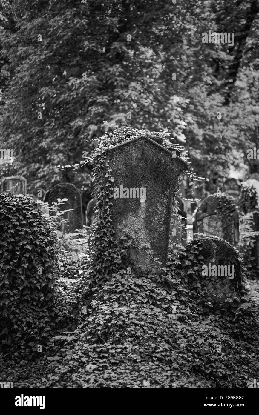 Alte Grabsteine mit Efeu bedeckt Stockfoto