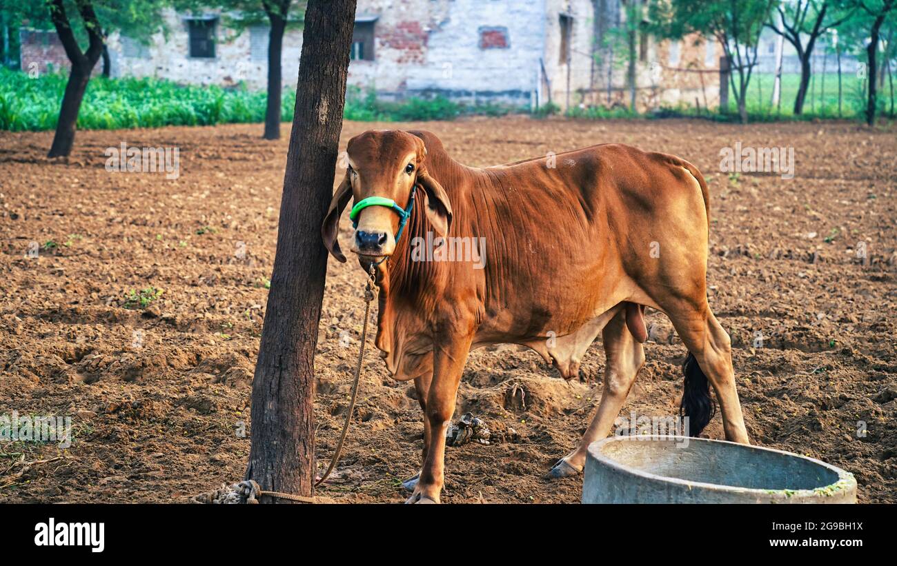 Indische Braungir Rasse Bulle. Brown Gir Indian Bull Nahaufnahme Schuss in einem Feld mit Winter nebligen Morgen. Haustiere Tierkonzept. Stockfoto