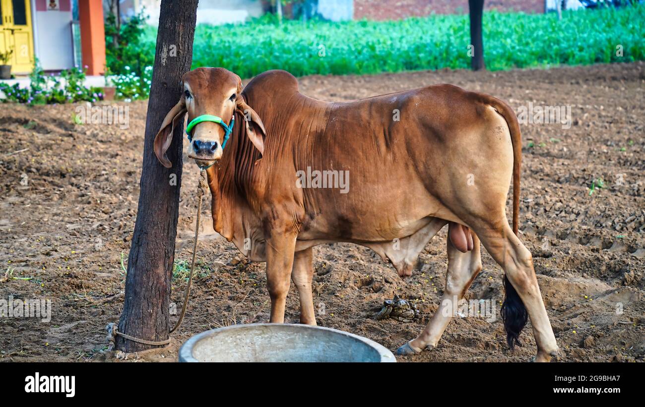 Indischer Haustierbulle gir beim Blick auf die Kamera. Brown Gir Indian Bull Nahaufnahme Schuss in einem Feld mit Winter nebligen Morgen. Haustiere Tierkonzept. Stockfoto