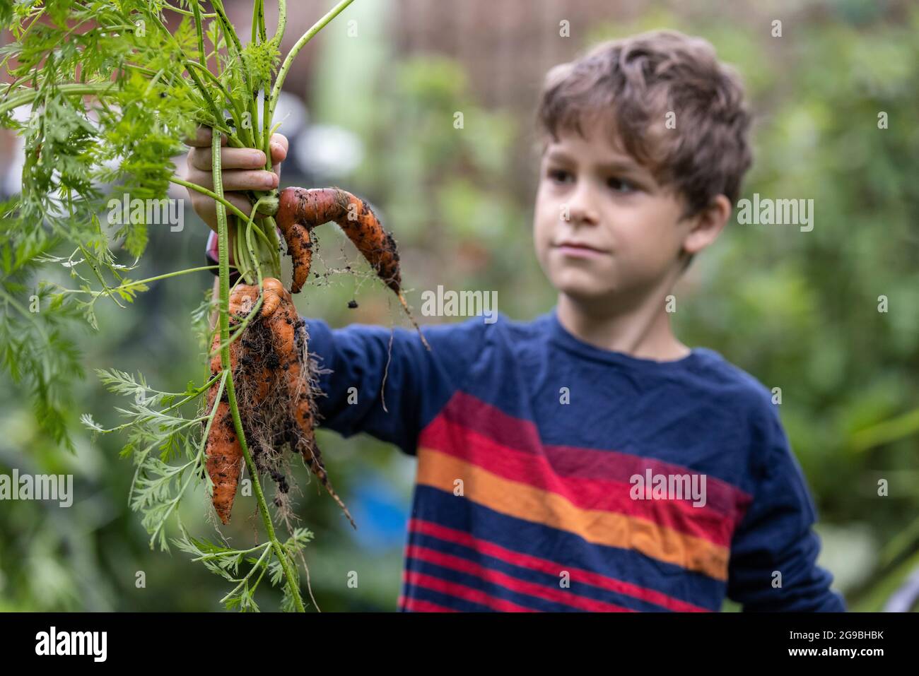 Der 7-jährige Gärtner hilft beim Schneiden und Tragen von geerntetem Gemüse aus einer Zuteilung in Southwest London, England, Großbritannien Stockfoto