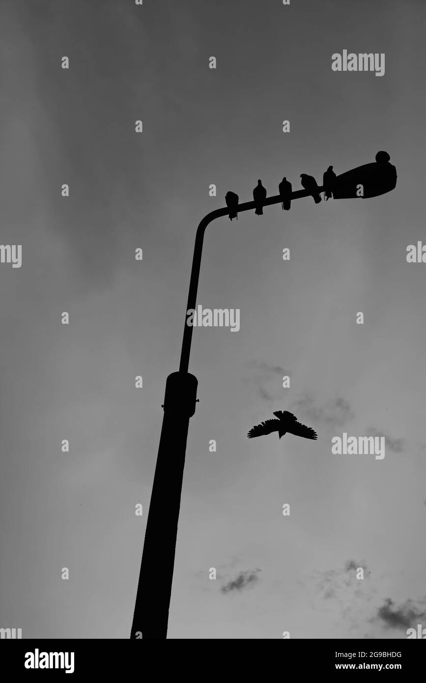 Lampost mit sitzenden Vögeln Stockfoto