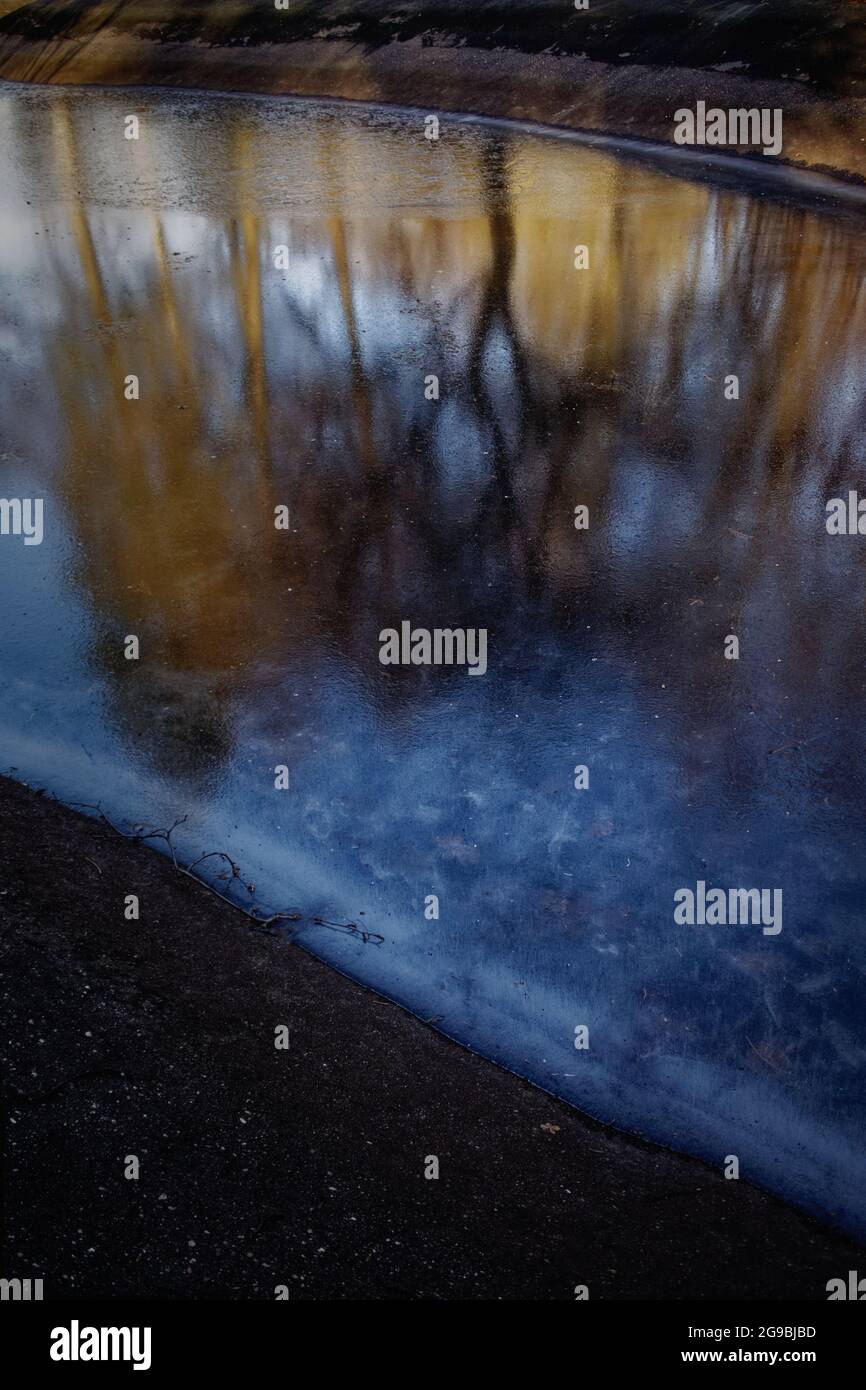Spiegelung von Bäumen in einer Wasserpfütze im Winter Stockfoto