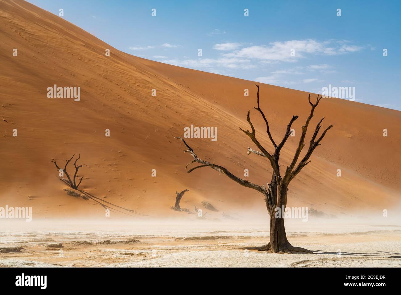 Abgestorbener Camelthorn-Baum vor hohen Sanddünen in der Namib-Wüste bei Deadvlei, Namib-Naukluft National Park, Namibia. Stockfoto