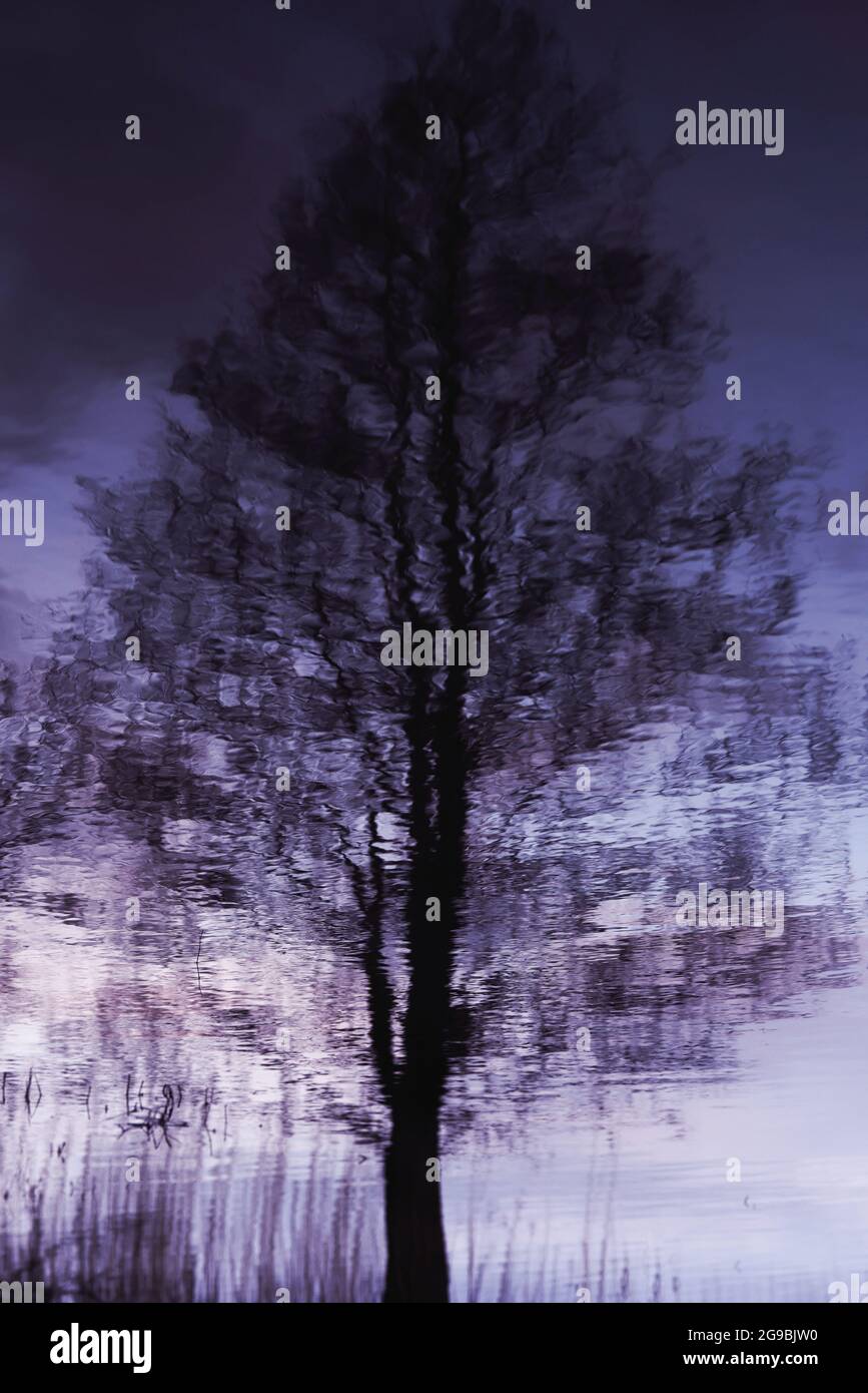 Baum im Wasser reflektiert Stockfoto