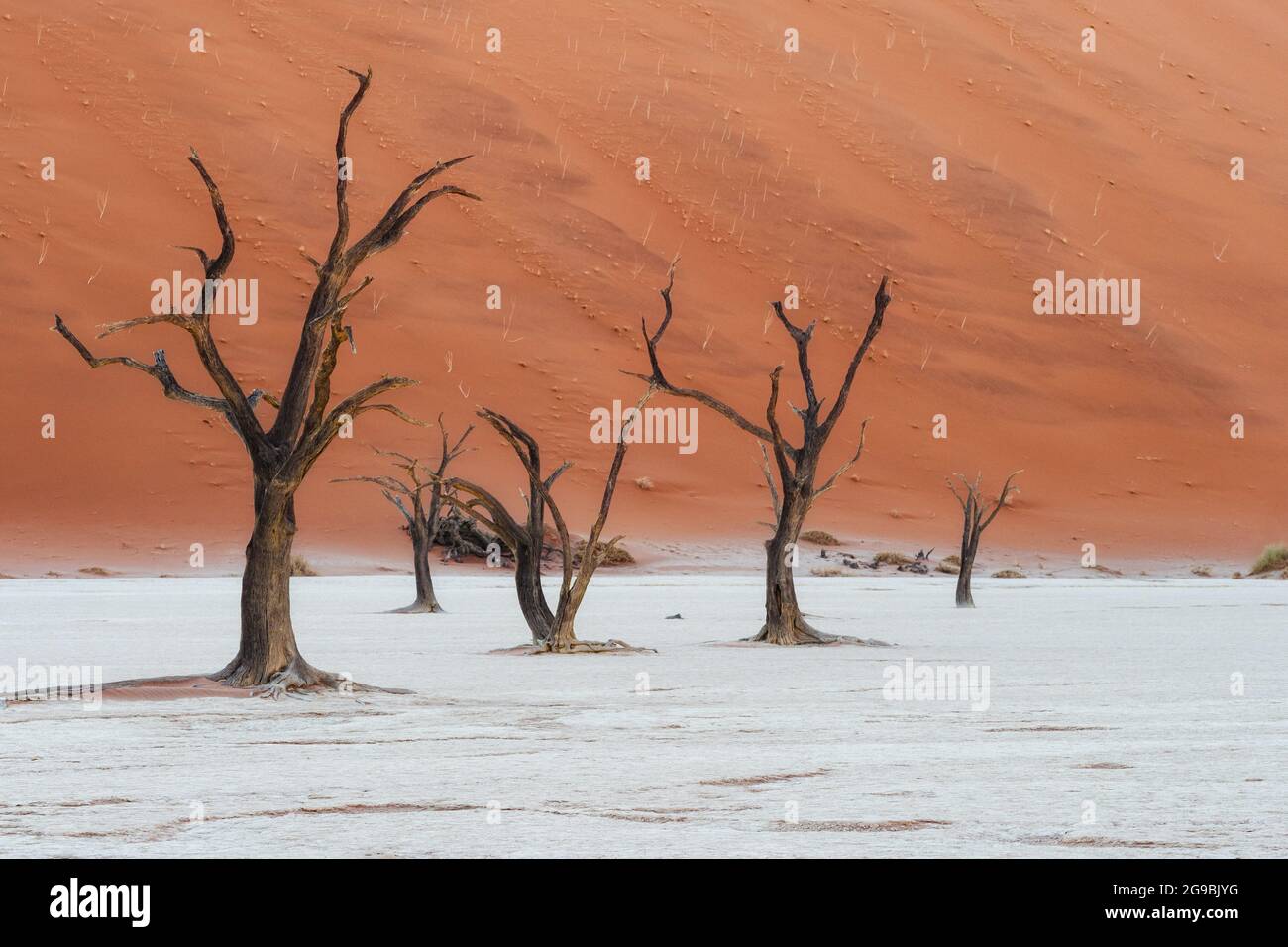 Tote Kameldornbäume vor hohen Sanddünen bei Sonnenaufgang in Deadvlei, Namib-Naukluft National Park, Namibia, Afrika. Stockfoto
