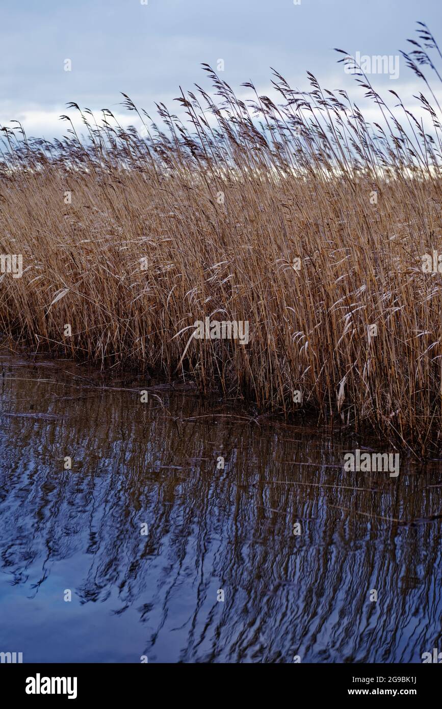 Schilfbetten mit Reflexen Stockfoto