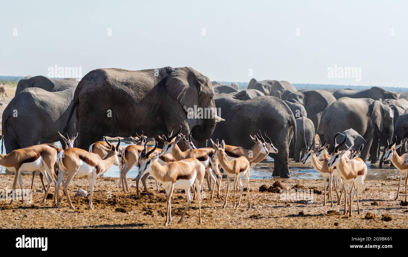 Eine Herde afrikanischer Elefanten und Springböcke versammeln sich an einem Wasserloch im Etosha National Park, Namibia, Afrika. Stockfoto