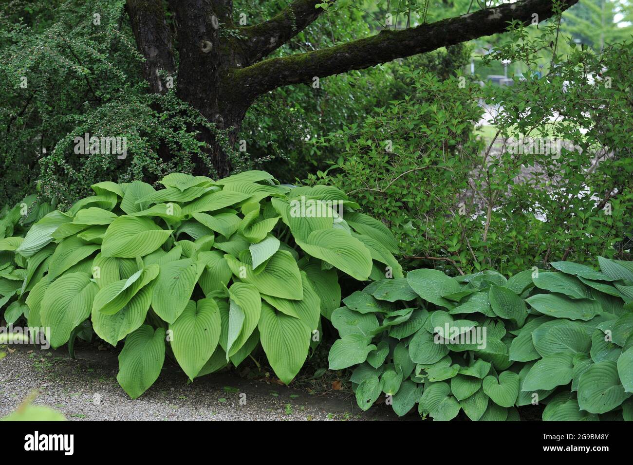 Im Juni wächst in einem Garten der riesige Hosta Green Acres mit großen grünen Blättern Stockfoto