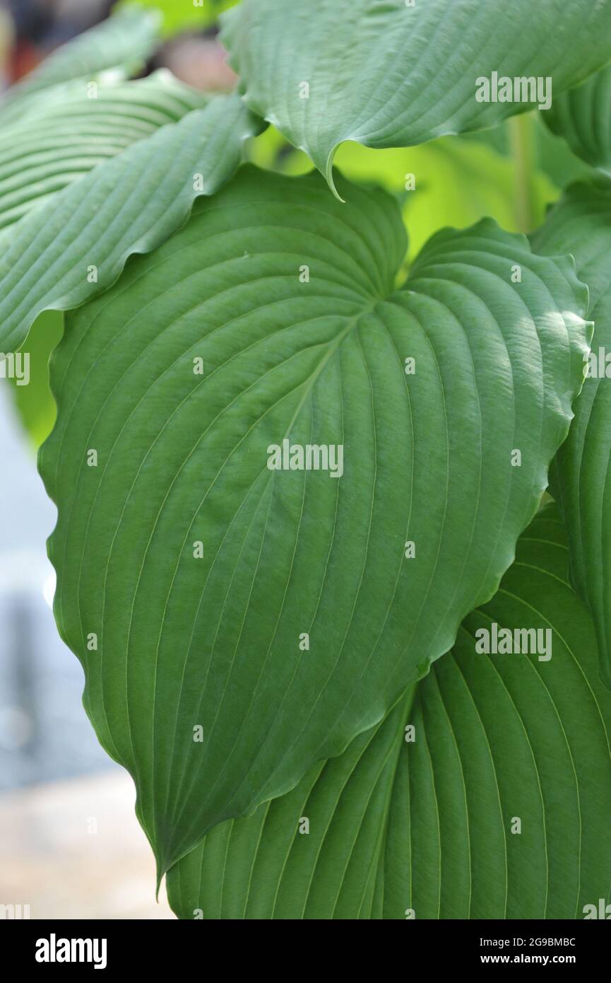 Die riesigen Hosta Niagara Fälle mit großen grünen Blättern wachsen im April in einem Garten Stockfoto