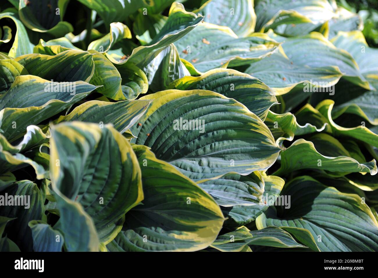 Im Mai wächst der riesige Hosta Sagae mit großen, bläulich-grünen Blättern in einem Garten Stockfoto