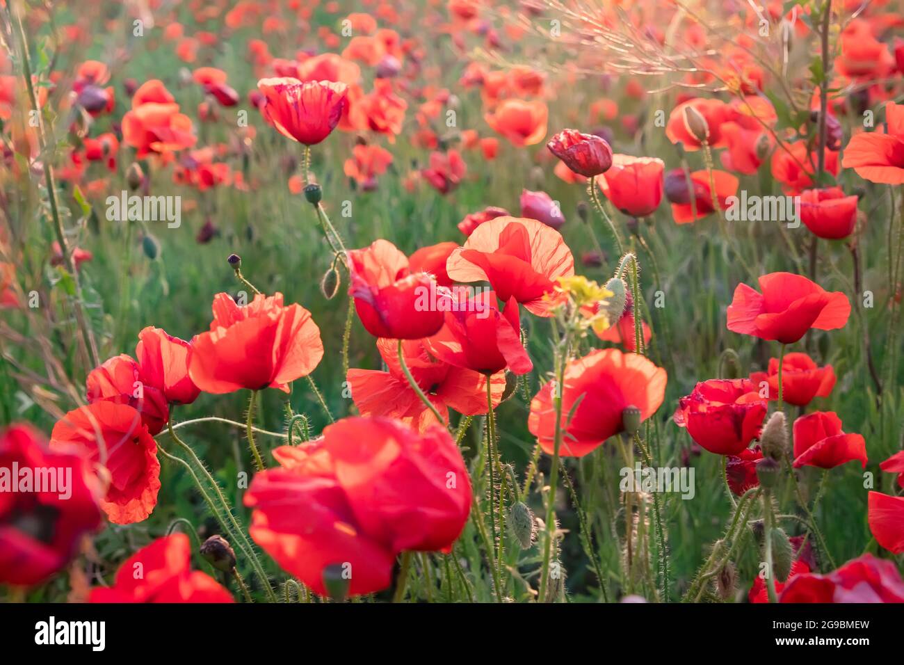 Ein Feld von leuchtend roten, blühenden Mohnblumen bei Sonnenuntergang, Sommerstimmung. Eine wunderschöne Heilpflanze. Anbau von Opiummohn für medizinische Zwecke. Eine Plantage o Stockfoto