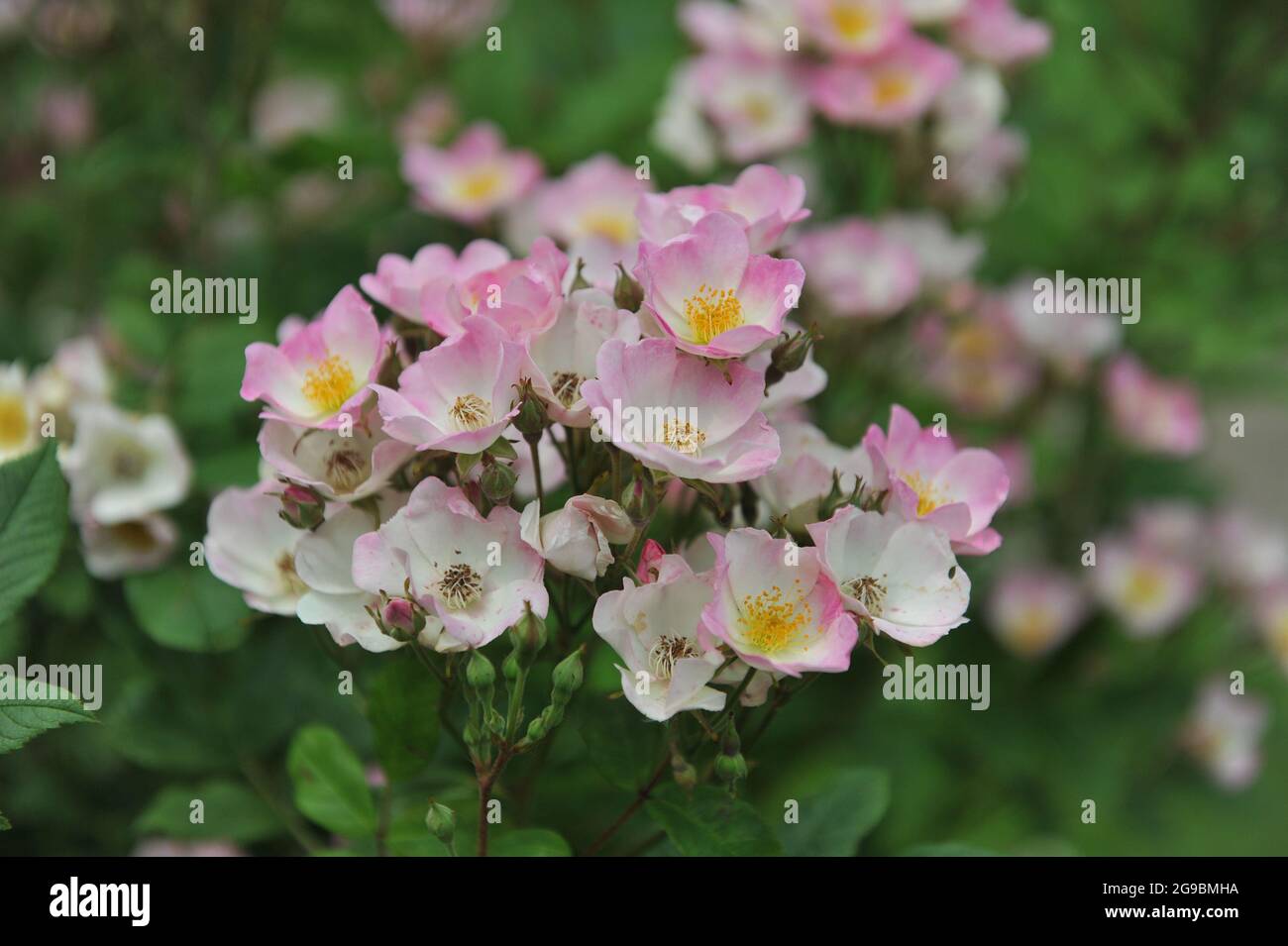 Rosa und weiße Strauchrose (Rosa) Dancing Girl blüht im Juni in einem Garten Stockfoto
