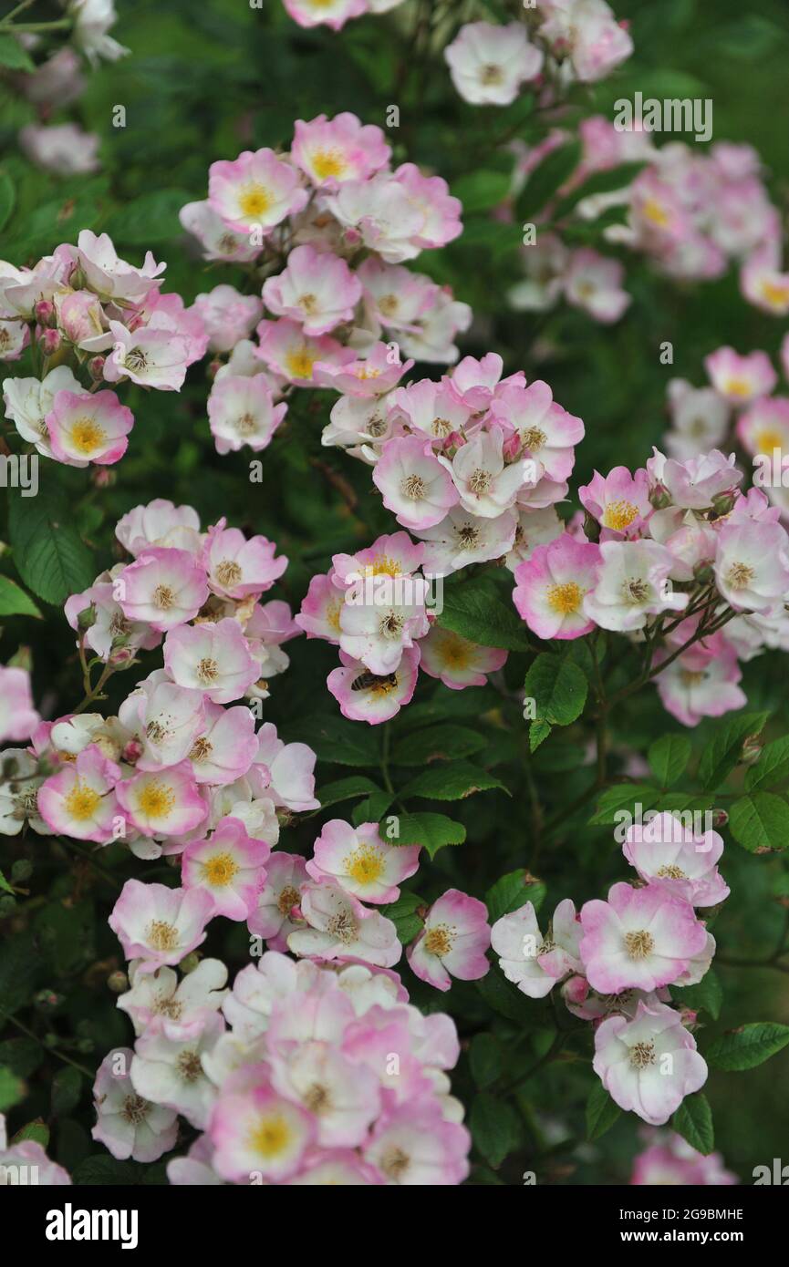 Rosa und weiße Strauchrose (Rosa) Dancing Girl blüht im Juni in einem Garten Stockfoto