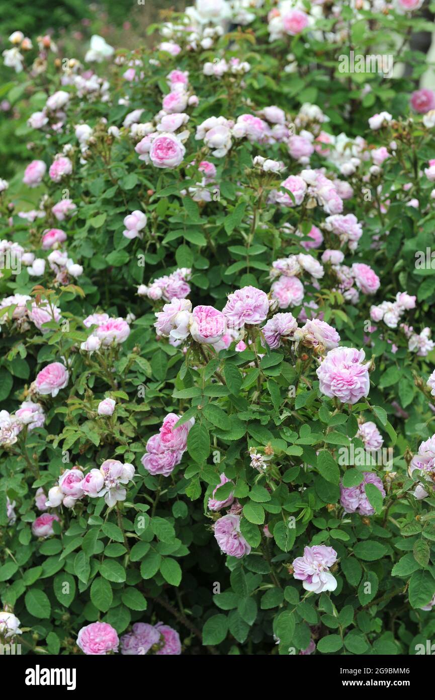 Rosa Moosrose (Rosa) d'Arcet blüht im Juni in einem Garten Stockfoto