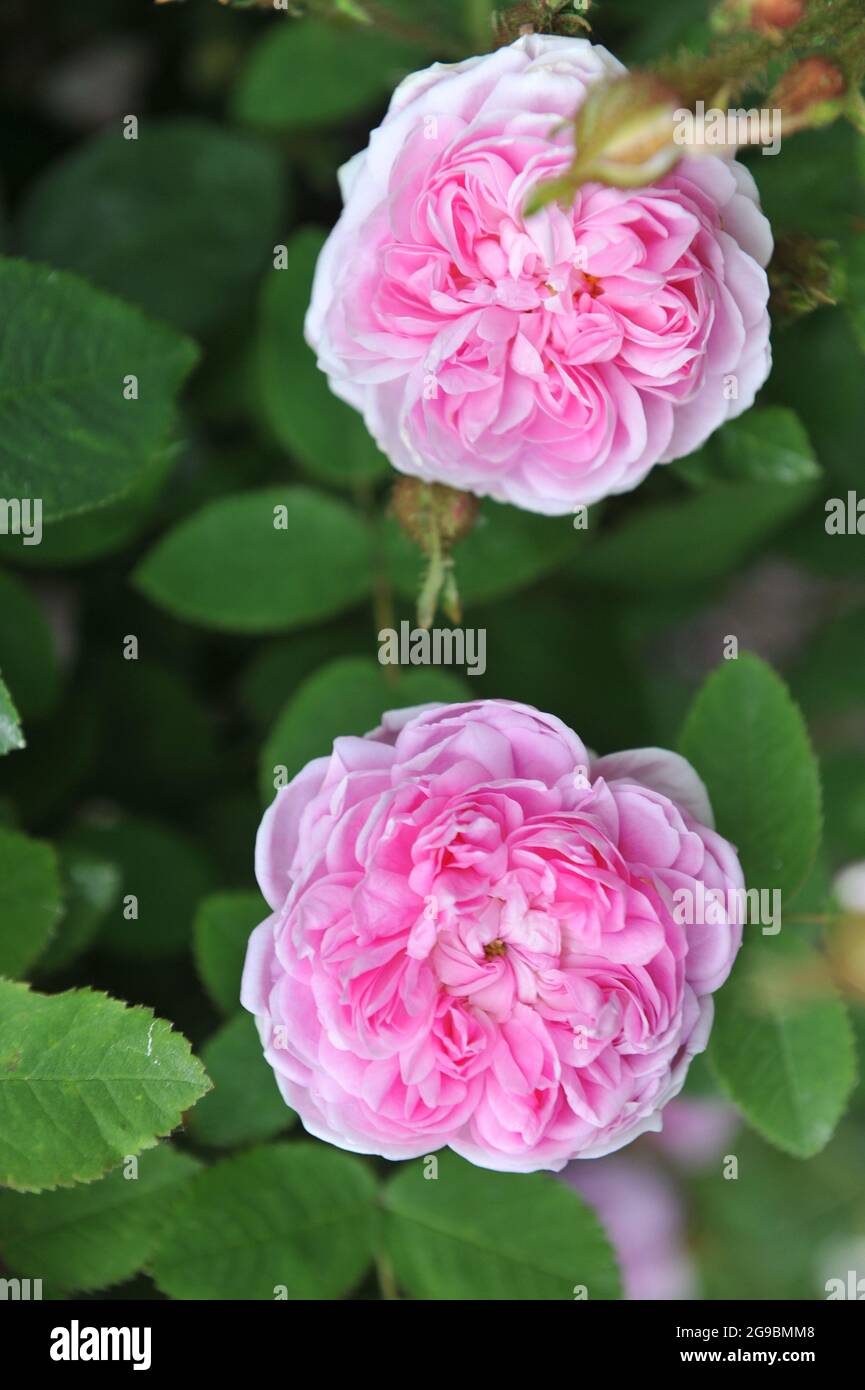 Rosa Moosrose (Rosa) d'Arcet blüht im Juni in einem Garten Stockfoto