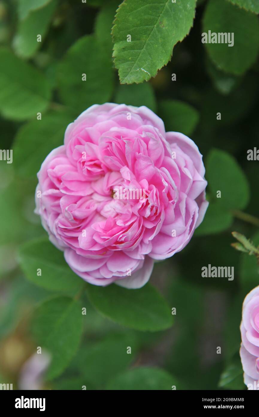 Rosa Moosrose (Rosa) d'Arcet blüht im Juni in einem Garten Stockfoto