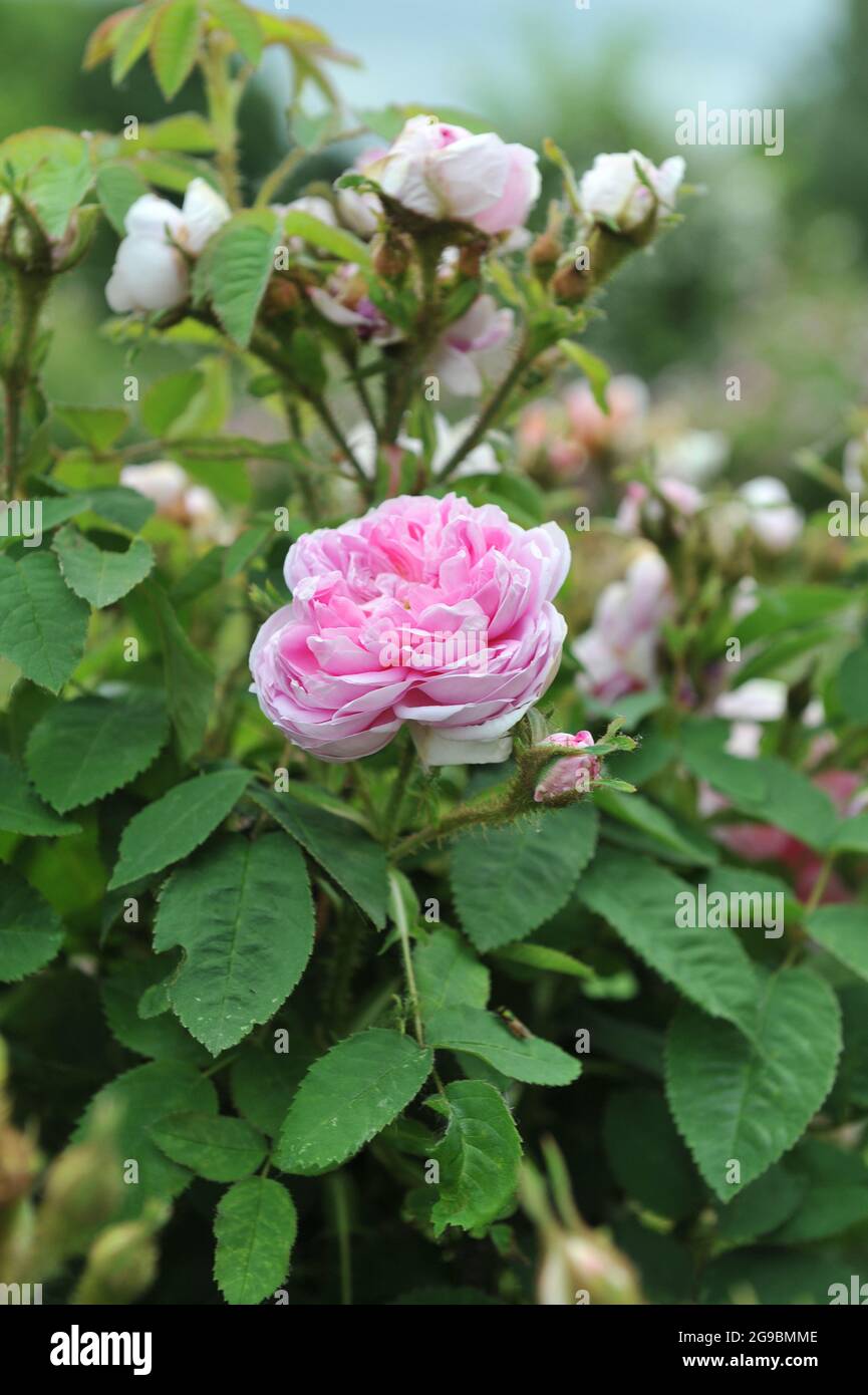 Rosa Moosrose (Rosa) d'Arcet blüht im Juni in einem Garten Stockfoto