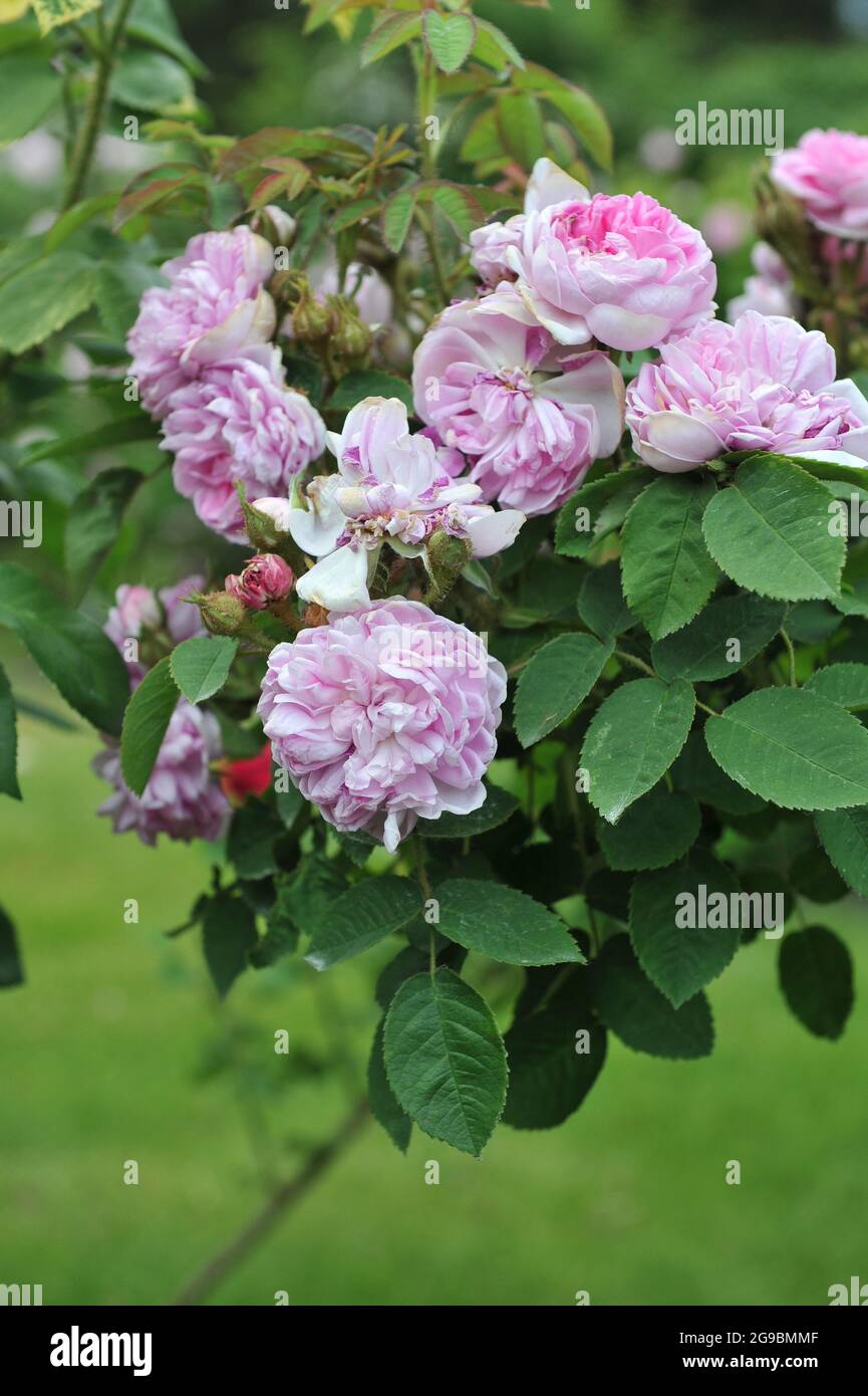 Rosa Moosrose (Rosa) d'Arcet blüht im Juni in einem Garten Stockfoto