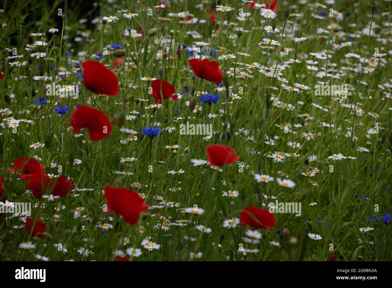 Eine Mischung aus Weidenblumen wie Mohnblumen, margareten und Maisblüten, die im Juli auf dem englischen Land zu sehen war. Stockfoto
