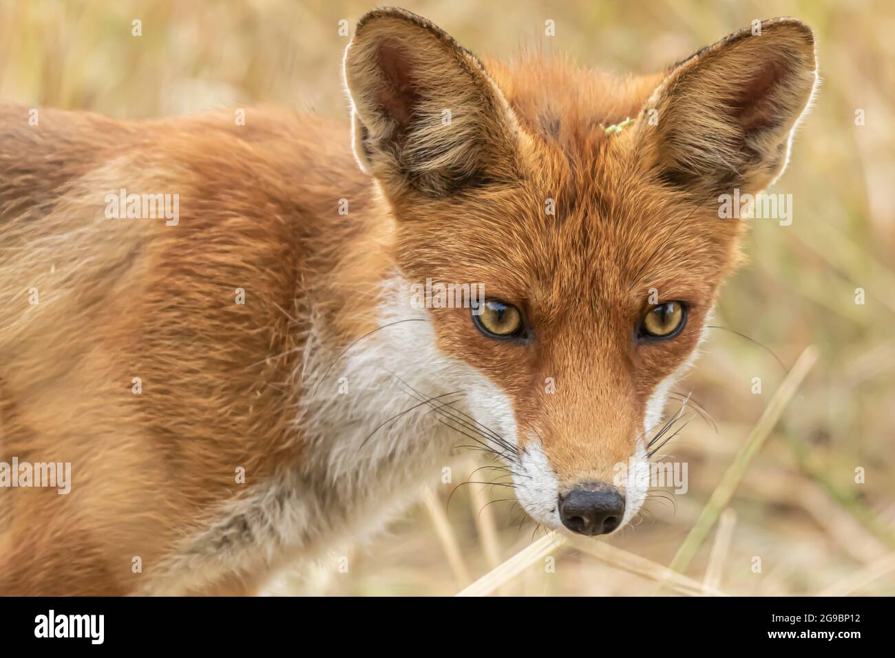 Rotfuchs, Vulpes vulpes. Orange Pelzmantel Tier. Fuchs in der Natur. Wildtierszene. Habitat Europa, Asien, Nordamerika Stockfoto