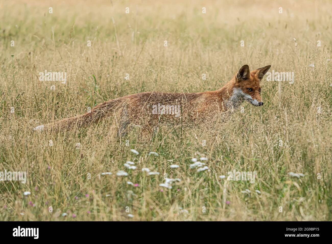 Rotfuchs, Vulpes vulpes. Orange Pelzmantel Tier. Fuchs in der Natur. Wildtierszene. Habitat Europa, Asien, Nordamerika Stockfoto