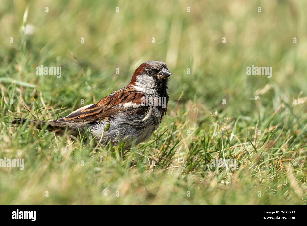 Männlichen oder weiblichen Haussperling oder Passer Domesticus ist ein Vogel der Spatz Familie Passeridae, gefunden in den meisten Teilen der Welt Stockfoto