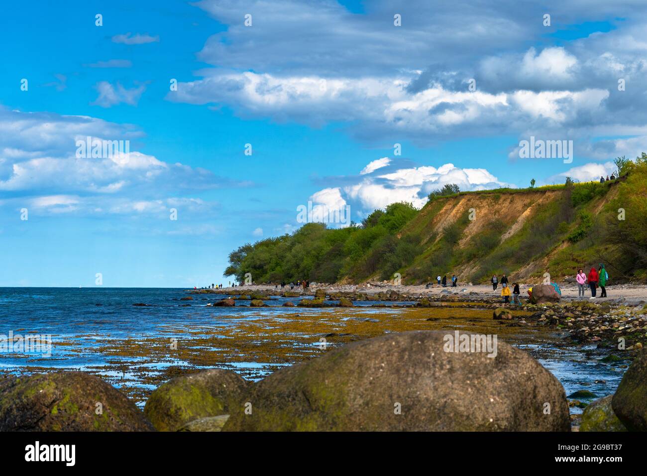 ostsee mehr Ostsee Ostsee mit gelbem Rapsfeld bis zum Wasser Stockfoto