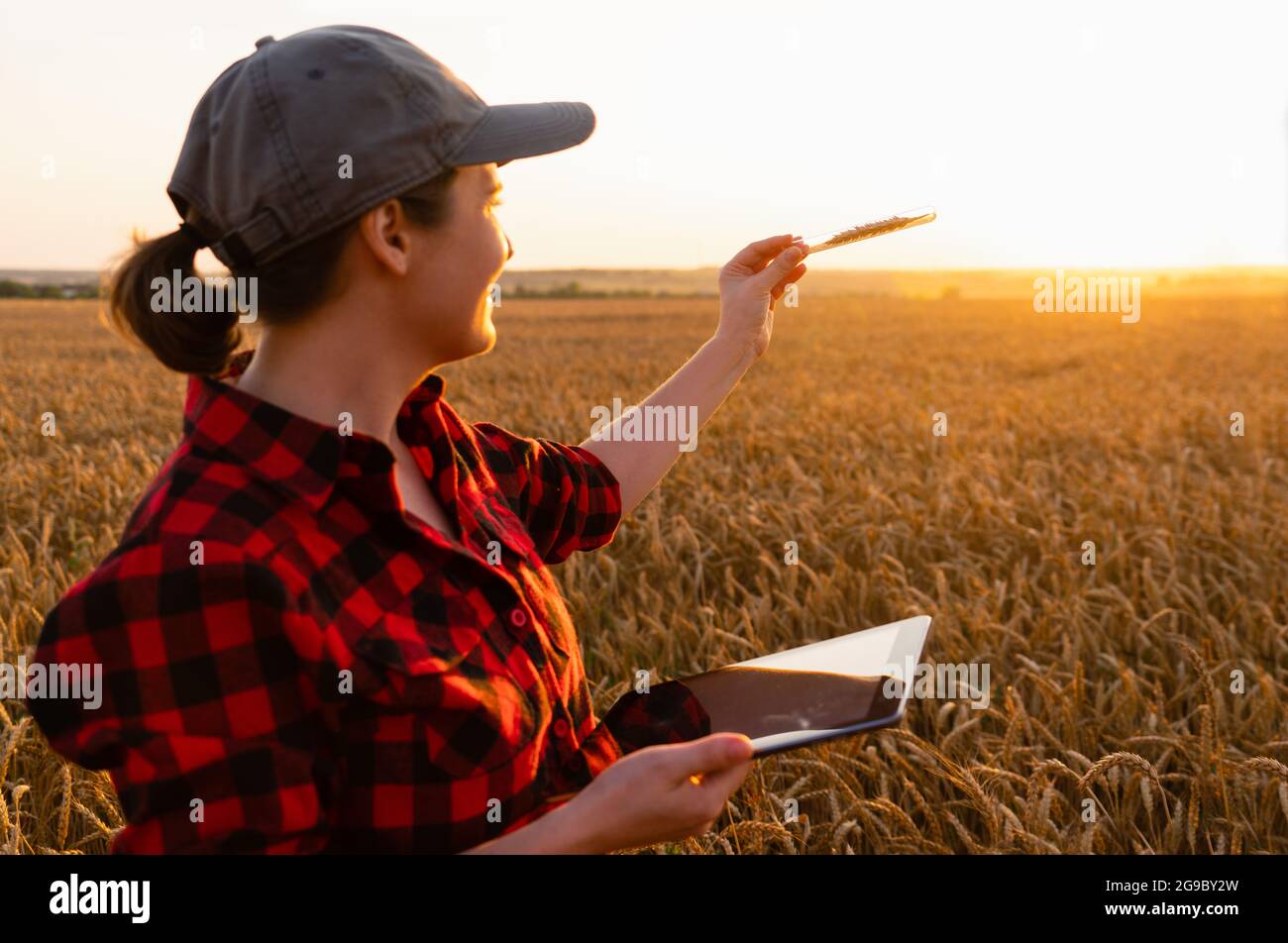 Eine Farmerin mit einem digitalen Tablet hält ein Weizenohr in einem Reagenzglas in der Hand. Stockfoto