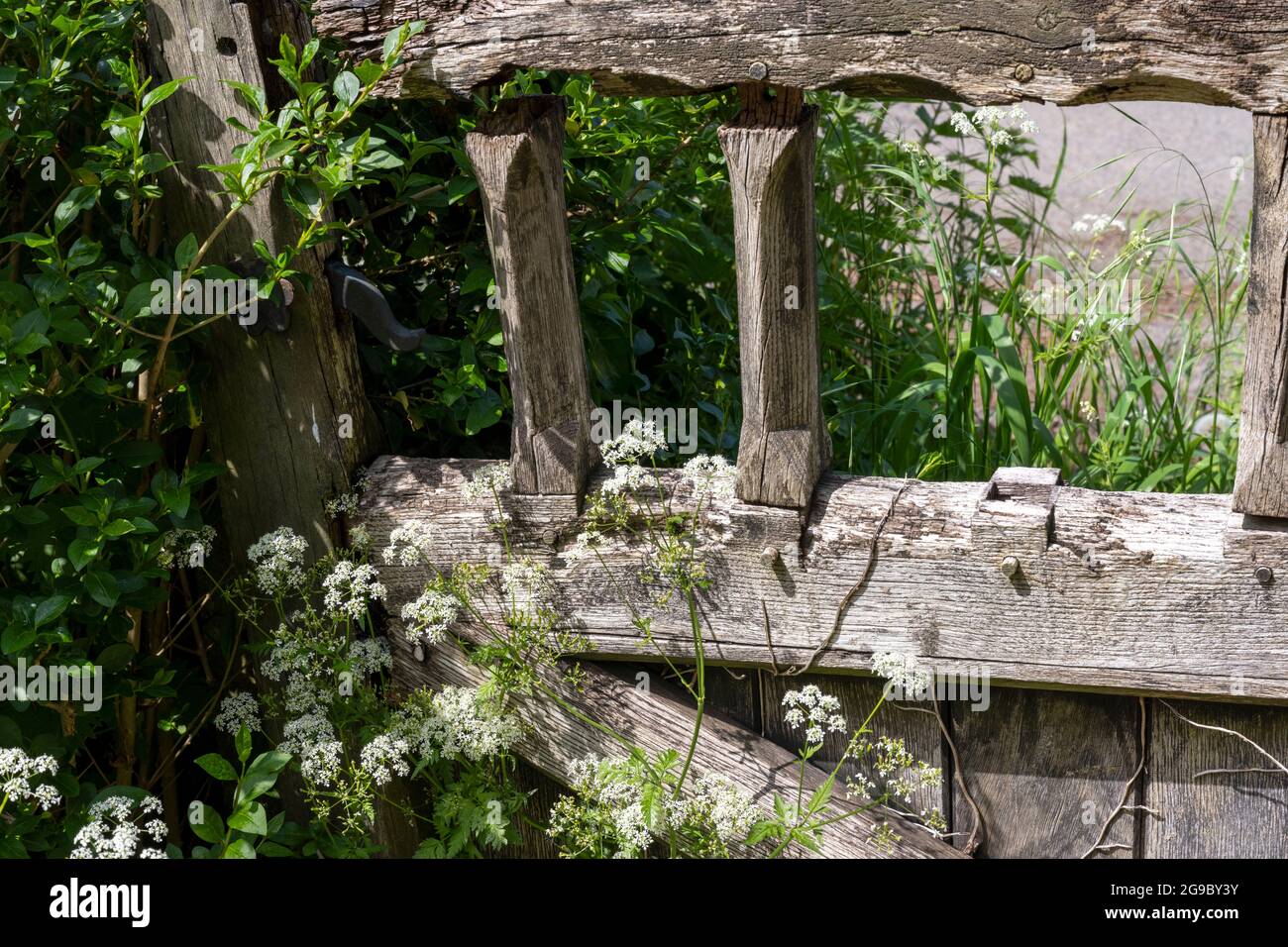Rustikale Szene von alten hölzernen Tor mit Pflanzen überwuchert. Stockfoto