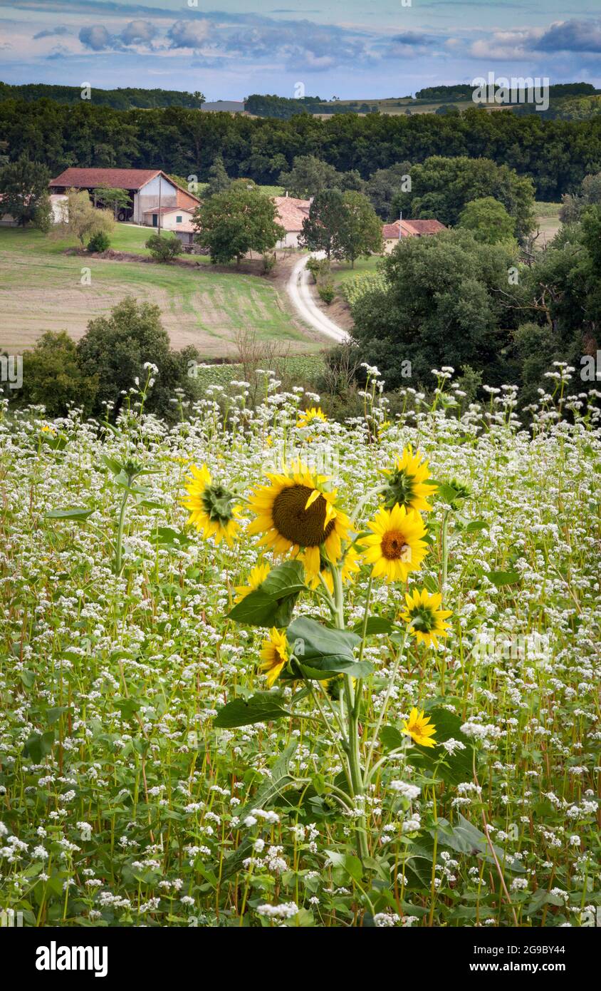 Ein französischer Bauernhof in der Region Gers im Südwesten Frankreichs mit einem Feld aus Soja und einer Sonnenblume im Vordergrund und Wäldern und Hügeln dahinter. Stockfoto