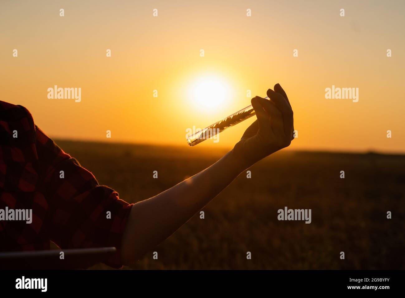 Eine Farmerin mit einem digitalen Tablet hält ein Weizenohr in einem Reagenzglas in der Hand. Stockfoto