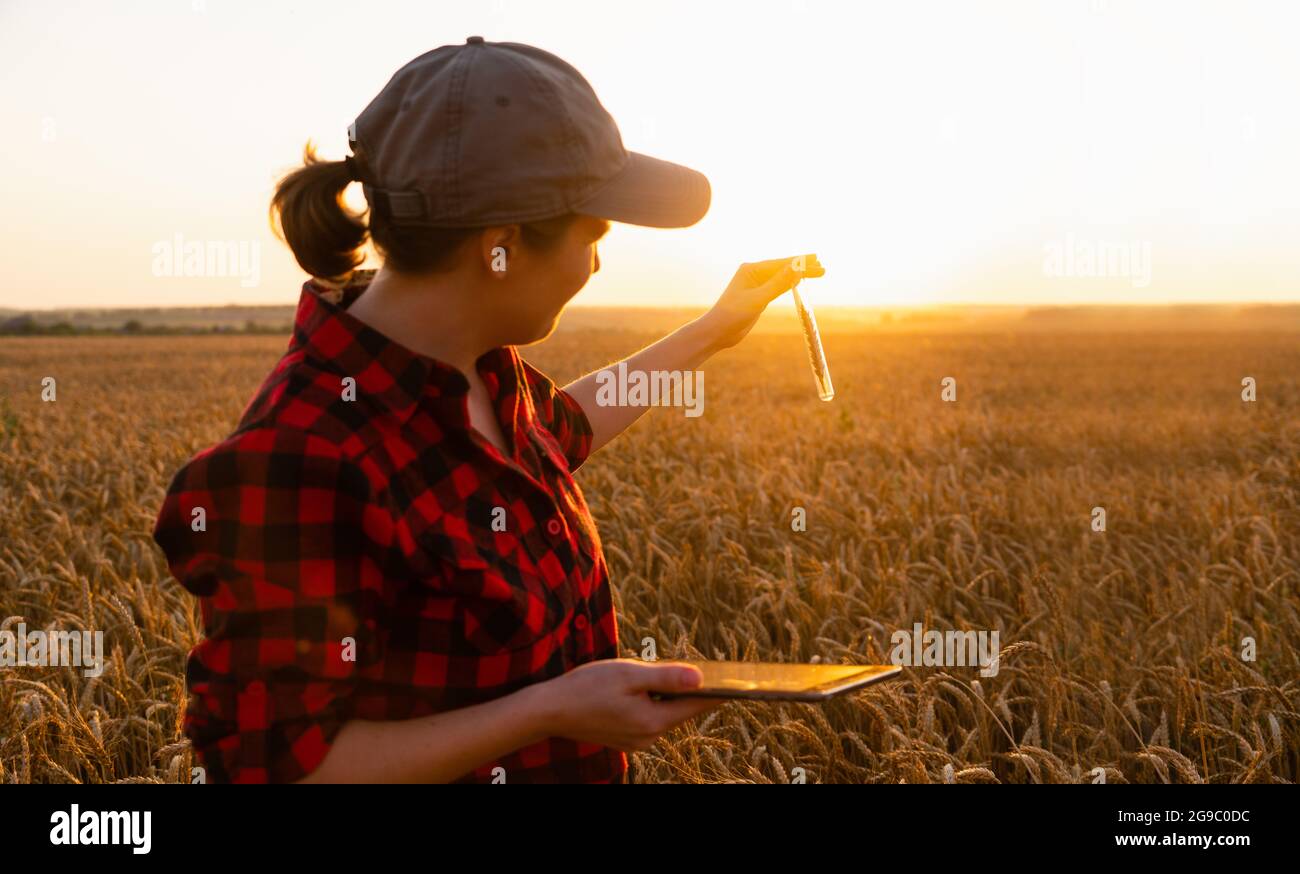 Eine Farmerin mit einem digitalen Tablet hält ein Weizenohr in einem Reagenzglas in der Hand. Stockfoto