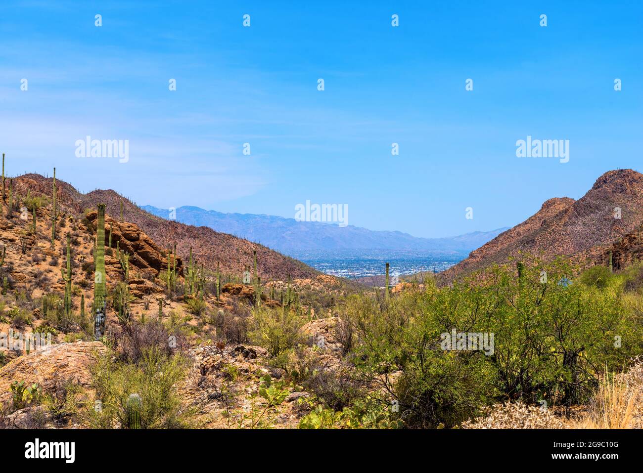 Der wunderschöne Saguaro National Park in Arizona Stockfoto