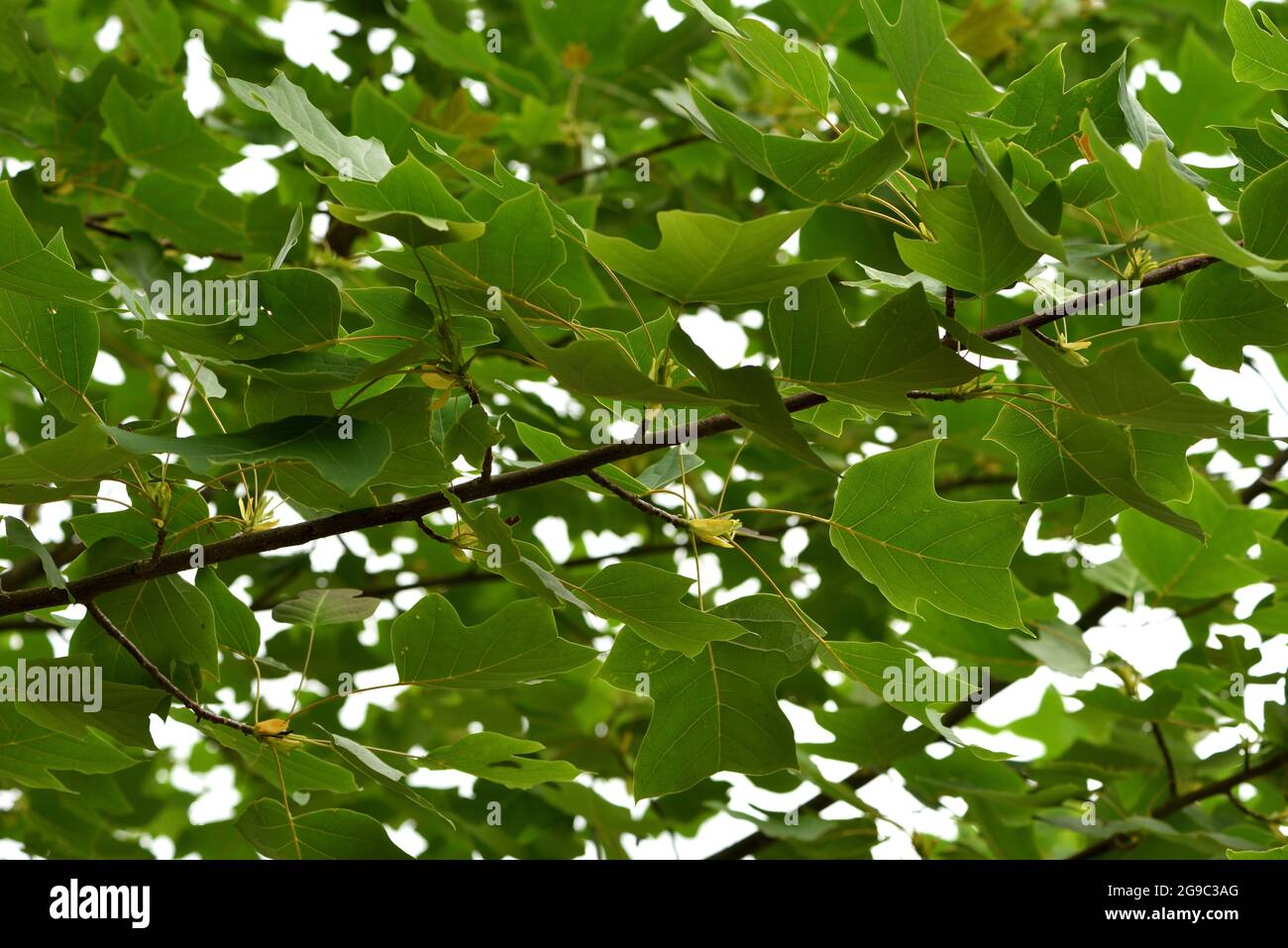 Die zarten Blätter des chinesischen Tulpenbaums. Stockfoto