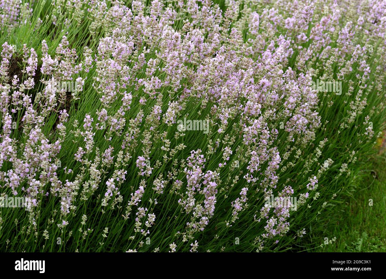 Ein Drift von Hidcote Pink Lavendel. Stockfoto