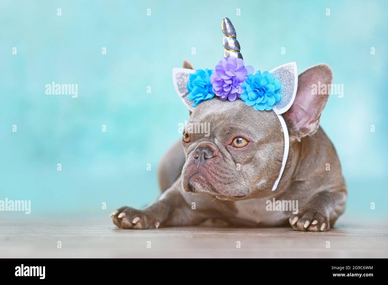 Französische Bulldogge, die als Einhorn verkleidet ist und Stirnband mit Blumen vor blauem Hintergrund mit Platz für Kopien trägt Stockfoto