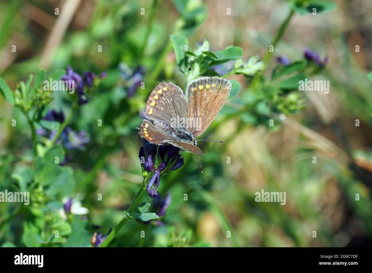 Blauschmetterling, Hauhechel-Bläuling, Polyommatus icarus, közönséges boglárka, Ungarn, Magyarország, Europa Stockfoto