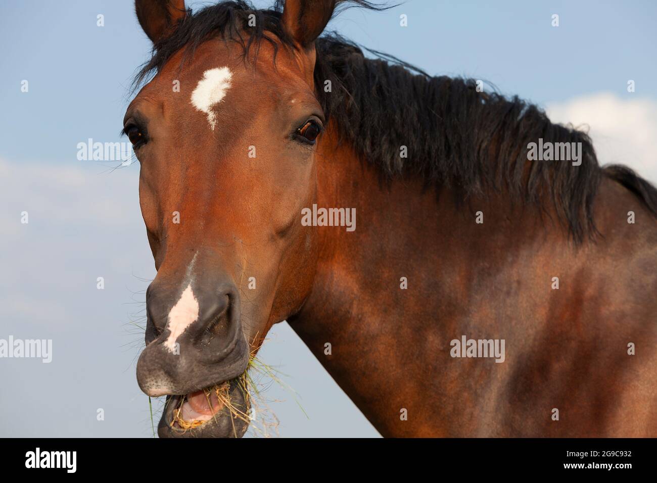 Junges Pferd, das auf der Weide steht und bei der Sonne leuchtet und Gras frisst Stockfoto