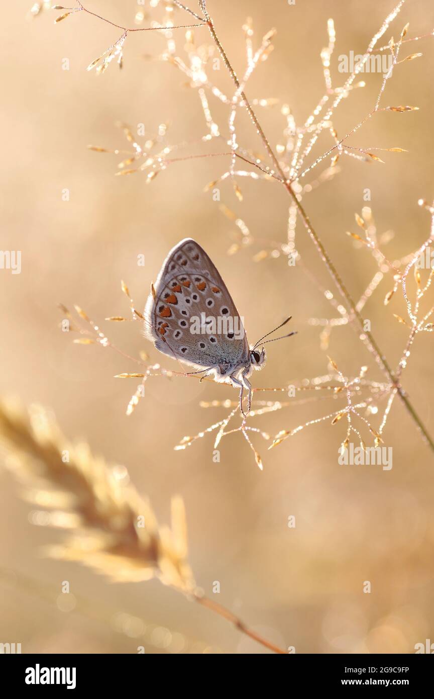 Makroschmetterling Polyommatus icaruson das Wiesengras. Unscharfer Hintergrund in Pastellfarben Stockfoto