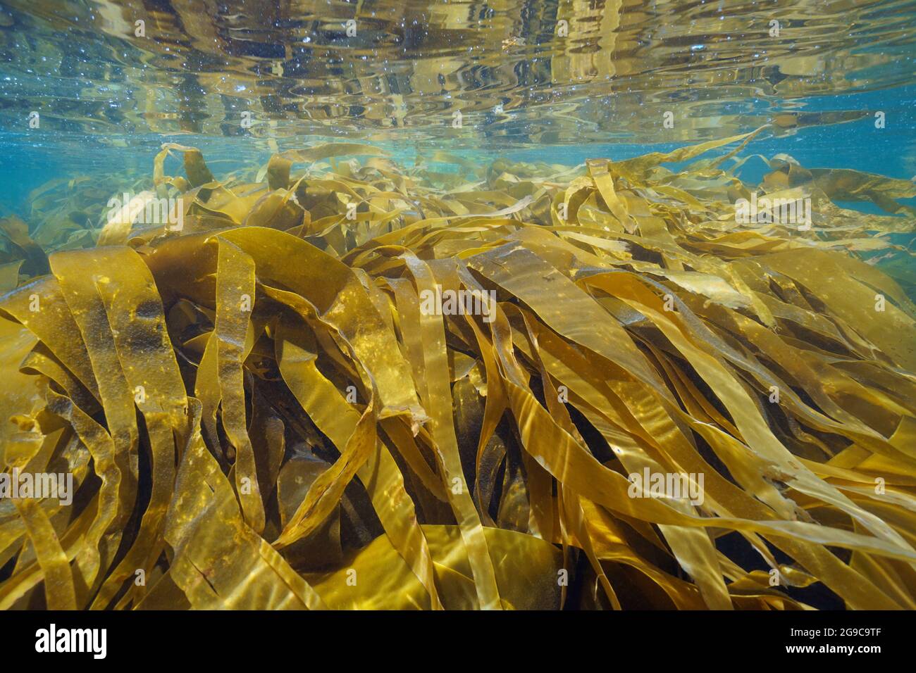 Seetang Laminaria Algen Algen unter Wasser im Ozean, Atlantik, Spanien, Galicien Stockfoto