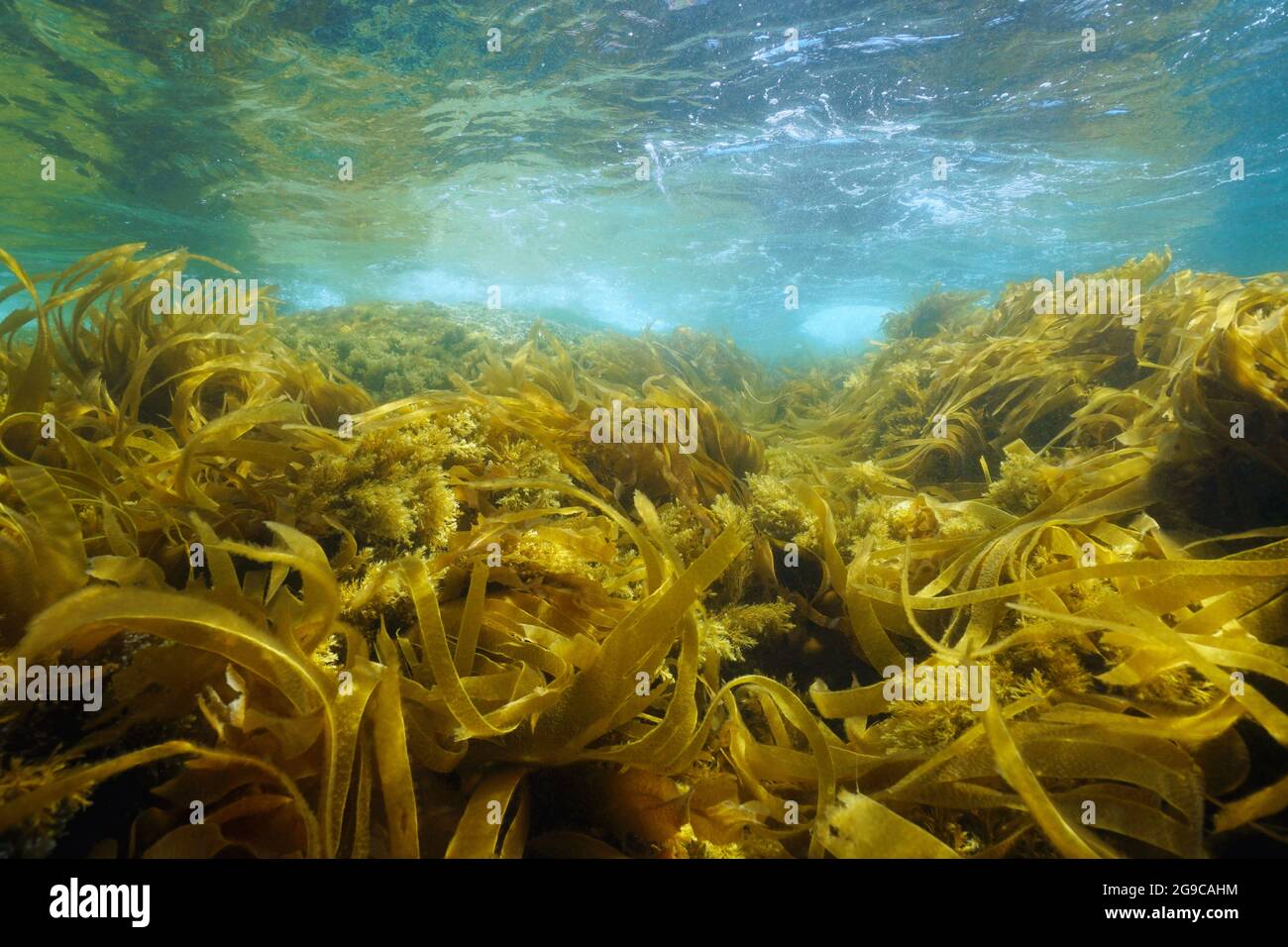 Wellen von Algen Algen Algen im Meer, Unterwasserlandschaft, Atlantik, Spanien, Galizien Stockfoto