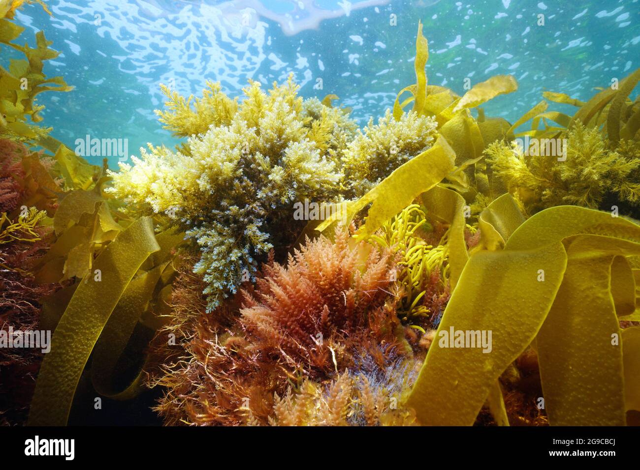 Verschiedene Meeresalgen Algen unter Wasser im Atlantischen Ozean, Galizien, Spanien, Pontevedra Stockfoto