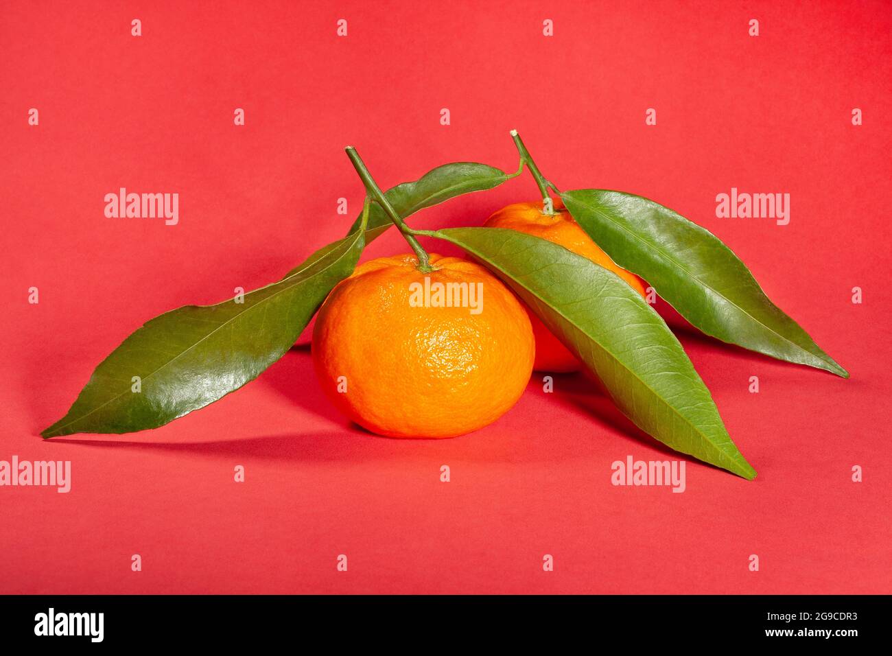 Mandarinengruppe auf rotem Hintergrund Stockfoto