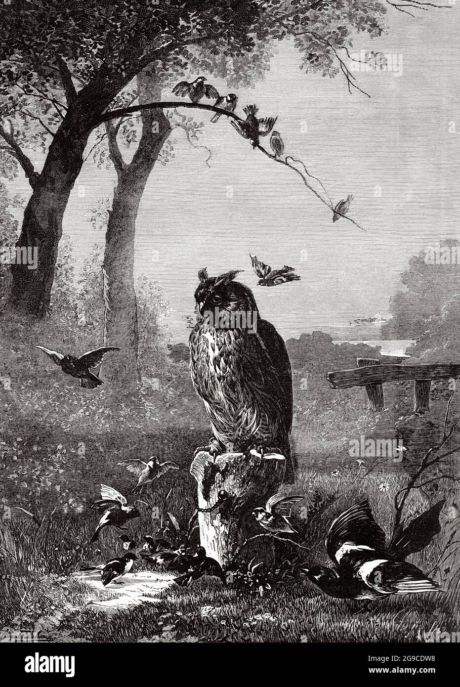 Die Adlereule (Bubo bubo) ist eine Art von strigiform Vogel in der Familie Strigidae Es ist ein großer Greifer, in ganz Europa, Asien und Afrika verbreitet. Alte Illustration aus dem 19. Jahrhundert von El Mundo Ilustrado 1879 Stockfoto