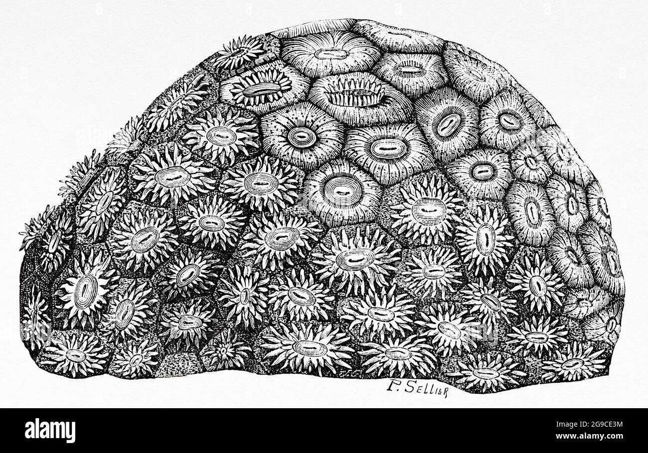 Astraea pallida. Dana. Alte Illustration aus dem 19. Jahrhundert von El Mundo Ilustrado 1879 Stockfoto