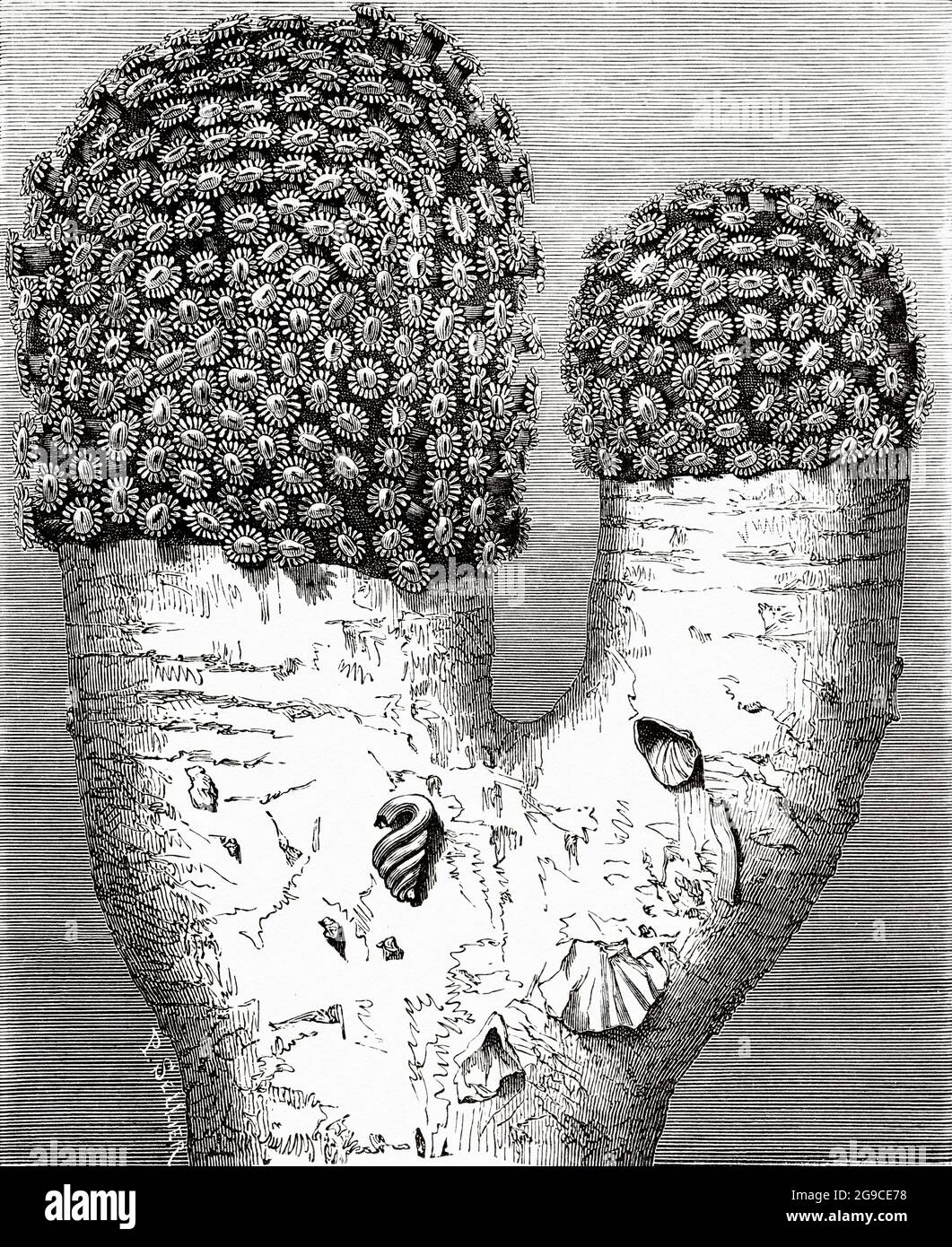 Goniopora columna Dana, 1846. Alte Illustration aus dem 19. Jahrhundert von El Mundo Ilustrado 1879 Stockfoto