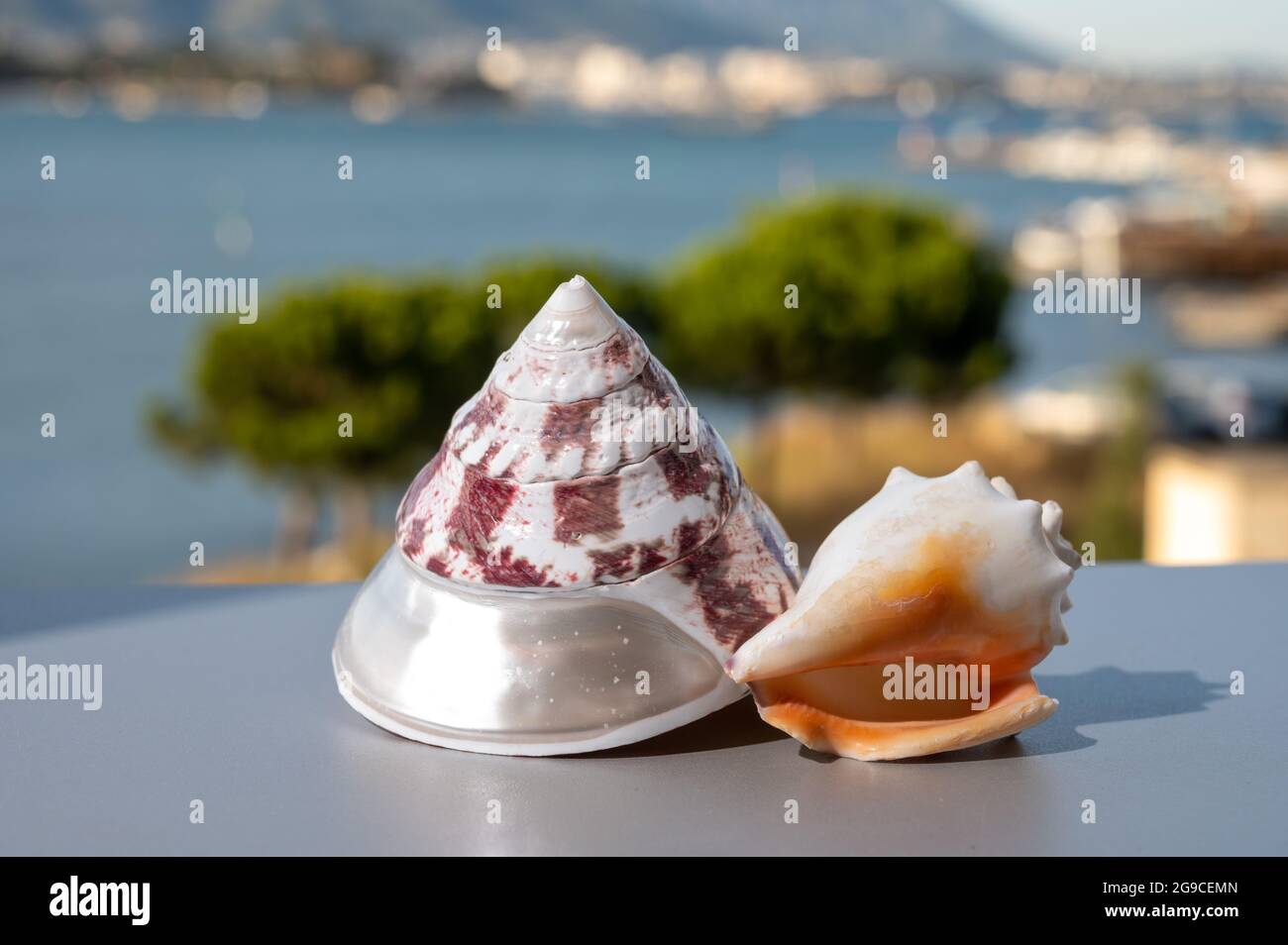 Zwei Muscheln mit blauem Seehafen im Hintergrund Stockfoto
