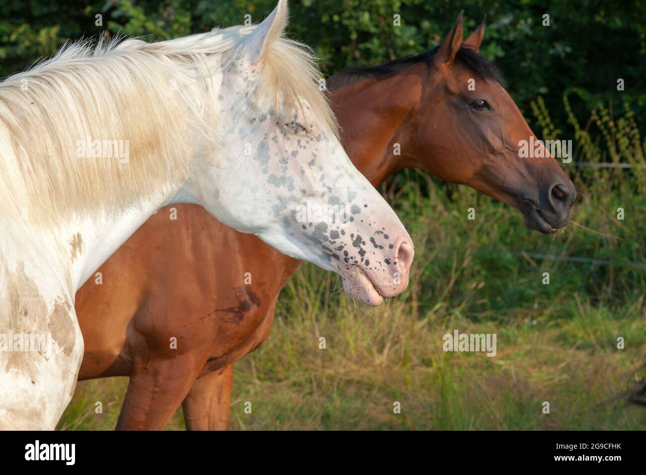 Zwei Pferde stehen auf der Weide und leuchten bei der Sonne, fressen Gras Stockfoto