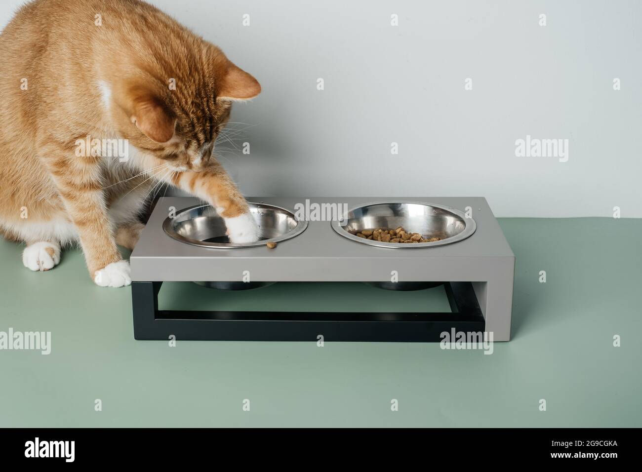 Ingwer-Katze isst aus der Schüssel, Nahrung und Wasser in verbundenen schweren Tellern zu Hause. Tier kann das Wasser nicht Spalten. Vollständige und ausgewogene Ernährung Stockfoto