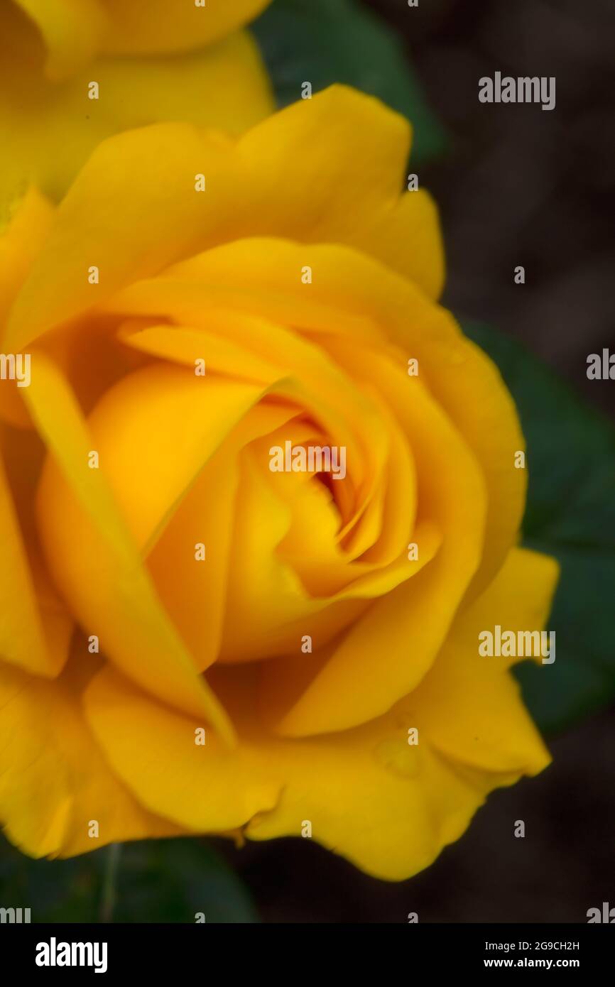Romantische und lebendige Rosa Goldene Hochzeit, natürliche Blumenportrait Stockfoto